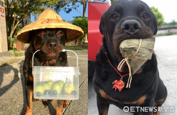 ▲不給肉就搗蛋！羅威那犬提早過萬聖...還是拿魚魚跟你換～（圖／粉專「洛威拿慢慢」）