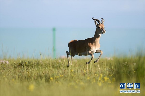 被列為世界極度瀕危物種「普氏原羚」，青海湖環湖地區是牠們的唯一棲息地。（圖／翻攝自新華網）