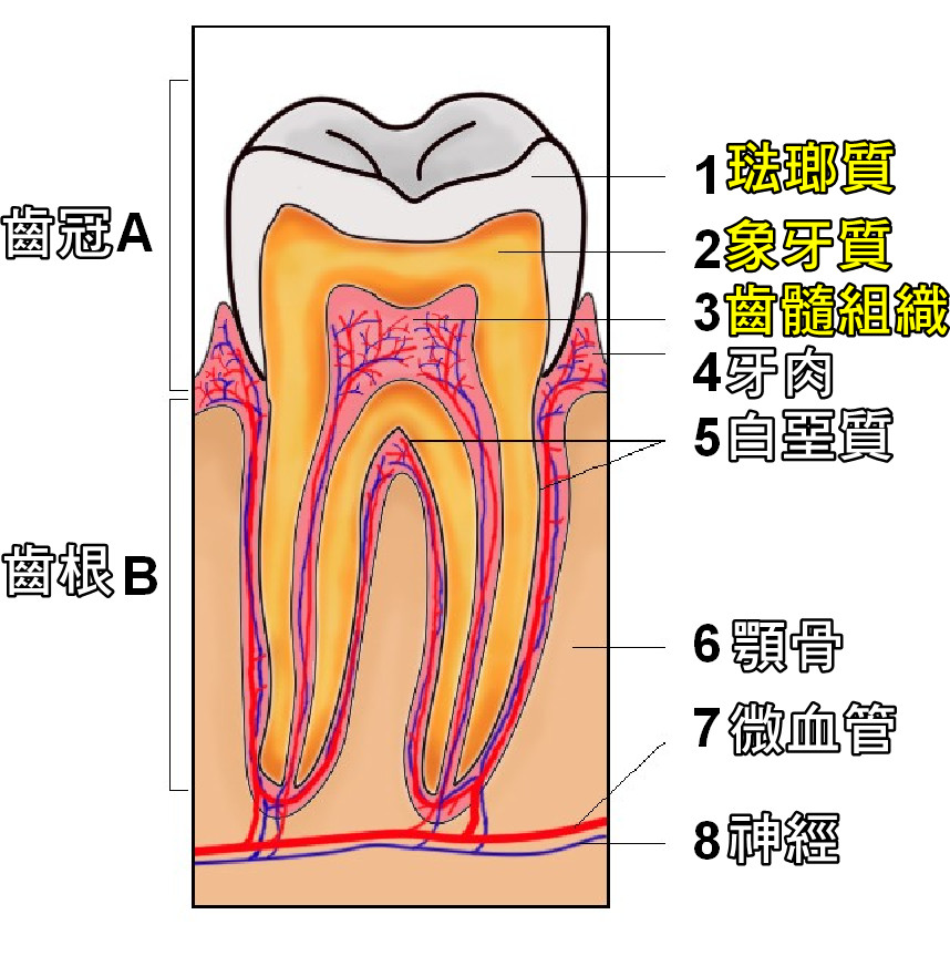 不用補牙了！傷口插入「膠原海綿體」　六周後蛀牙全長回來（翻攝自維基百科）