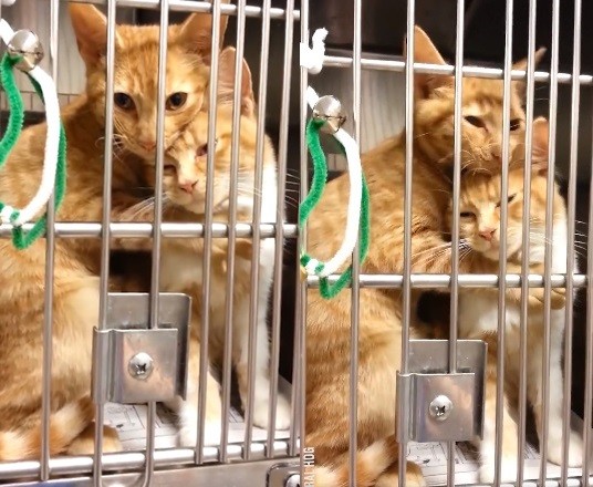 ▲流浪橘貓姐妹花緊緊抱在一起。(圖/翻攝自LADbible)