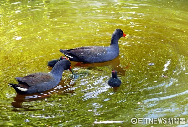 動物園水鳥觀察區。（圖／台北市立動物園提供／詹德川攝）