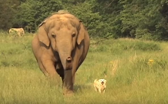 ▼狗兒與大象是好朋友，最愛一起玩耍。（圖／翻攝自YouTube／elephantsanctuarytn）