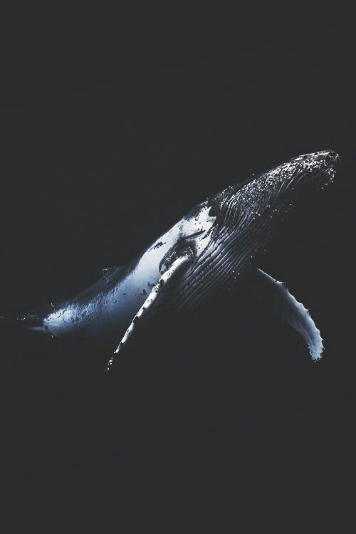 鯨魚留給大海最後的溫柔　「鯨落」屍體餵食海底生物100年（圖／pinterest）