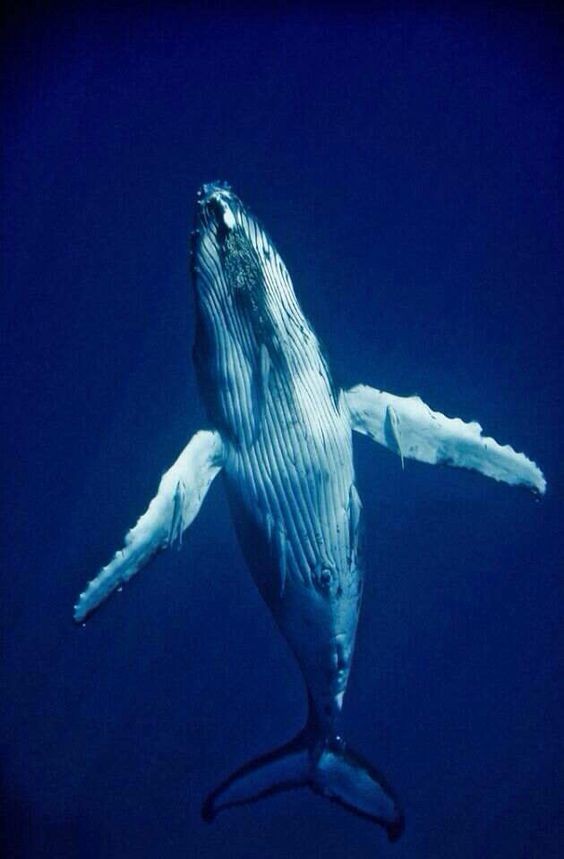 鯨魚留給大海最後的溫柔　「鯨落」屍體餵食海底生物100年（圖／pinterest）