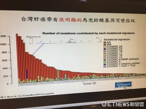 ▲顛覆觀念!8成肝癌是「馬兜鈴酸」造成 長庚研究登國際期刊。(圖/記者嚴云岑攝)