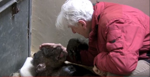 ▲▼荷蘭黑猩猩Mama死前看到老朋友范霍夫教授大笑。（圖／翻攝自YouTube／Jan ARAM van Hooff）