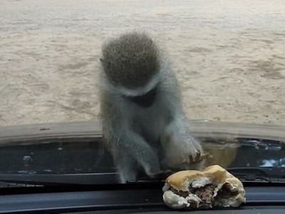 南非小猴隔車窗撈漢堡，歪頭困惑怎麼摸不到