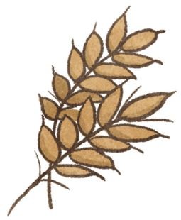 【毛孩食品解析】飼料沒有告訴你,碳水化合物去哪兒?(圖/毛起來 MaoUp)