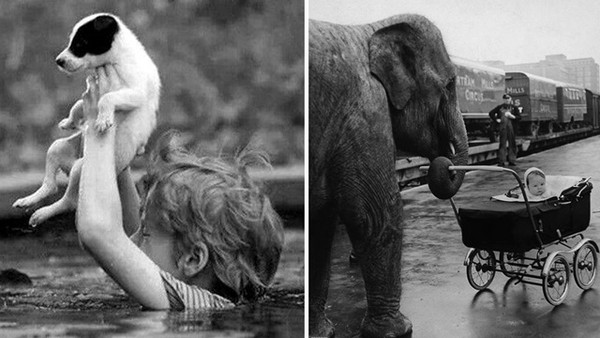 男孩跳水救小狗、大象幫忙顧嬰兒...10張未PS照片讓你淚奔（圖／翻攝自頭條ABC）