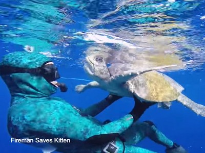 潛水員剪魚網拉出龜鰭！海龜游走10公尺…折返「愛的抱抱」