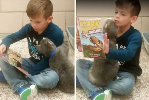 ▲男孩讀故事書給浪浪聽 立馬獲得小粉絲(圖/翻攝自lovemeow)