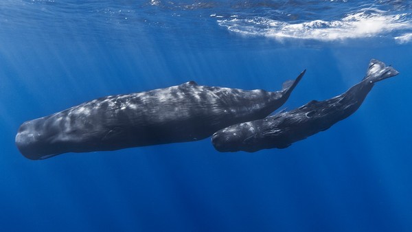 鯨豚喜歡組小圈圈？科學家發現海豚愛說八卦、虎鯨滿嘴垃圾話（圖／CC0）