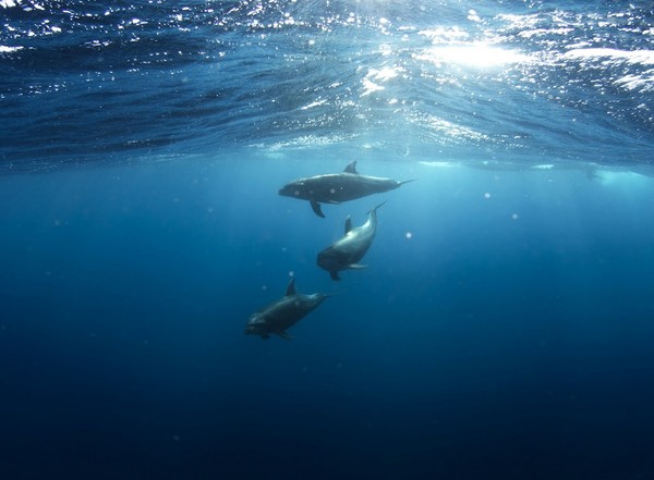 鯨豚喜歡組小圈圈？科學家發現海豚愛說八卦、虎鯨滿嘴垃圾話（圖／CC0）