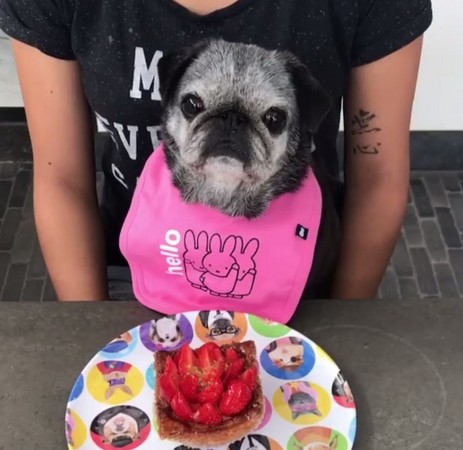 巴哥犬開工不到30秒，趴筆電睡著。（圖／翻攝自Instagram帳號thedutchpugsisters）