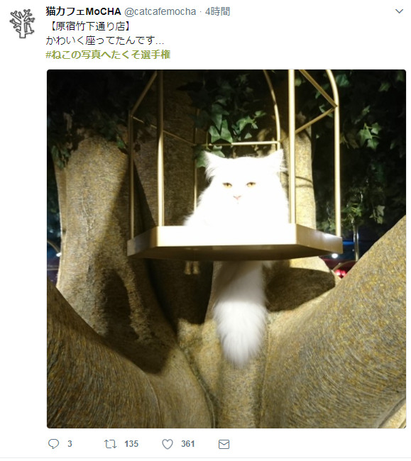 ▲▼推特網友搶曬蠢貓。（圖／翻攝自推特#ねこの写真へたくそ選手権）