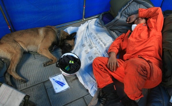 【向搜救犬致敬】2008年5月15日，都江堰災區救援現場，連續七十多小時的奮戰，消防隊員和搜救犬都極度疲勞。(圖／CFP)