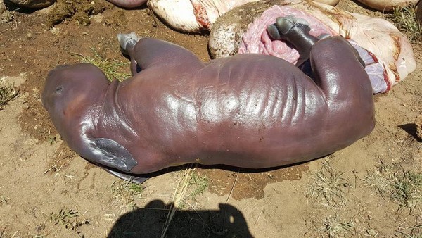 ▲南非普林斯堡國家公園犀牛母子遭殘殺，釀兩屍三命的慘劇。（圖／取自臉書／Pilanesberg National Park & Wildlife Trust）