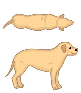 【肥胖汪喵飲食】你家狗狗過胖嗎?體型比一比!(圖/毛起來 MaoUp)