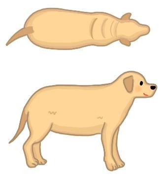 【肥胖汪喵飲食】你家狗狗過胖嗎?體型比一比!(圖/毛起來 MaoUp)