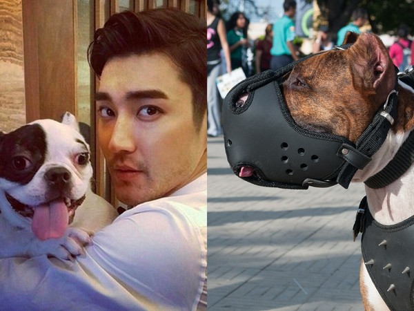 ▲崔始源鬥牛犬咬死人之後　南韓政府擬修法強制狗戴口罩。（圖／翻攝自IG、Pixabay示意圖）