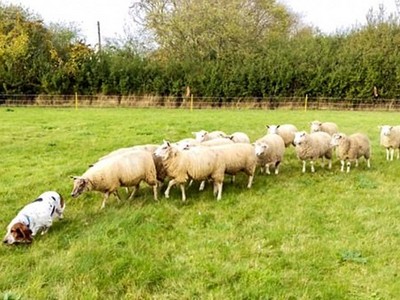 沒發現後面跟了羊群，獵犬牧羊還不自覺：我只是在散步