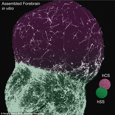 ▲科學家把「迷你腦」植入老鼠頭部，希望有助於研究人類的阿滋海默瘲等腦部疾病。（圖／翻攝自網路）