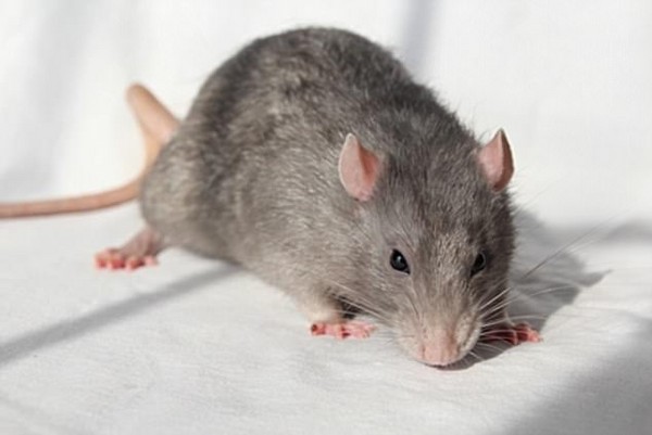▲科學家把「迷你腦」植入老鼠頭部，希望有助於研究人類的阿滋海默瘲等腦部疾病。（圖／翻攝自網路）
