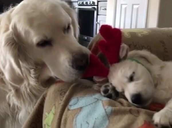 ▲黃金獵犬「Tucker」與「Benny」。（圖／翻攝自影片／Instagram／tuckerandanniewhitegoldens）