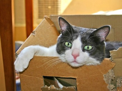 你的貓咪已出貨！貓咪鑽紙箱不小心寄出自己，4天後才被發現