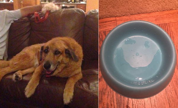 15歲的老狗去世後媽媽收拾遺物，發現到狗碗裡的東西時讓她瞬間淚崩。（圖／翻攝自Twitter@_c80_）