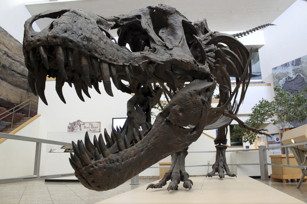 ▲美國新墨西哥自然歷史博物館的暴龍化石。（圖／達志影像／美聯社）