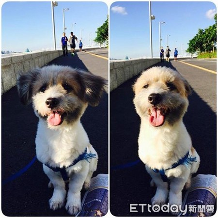 澳門狗醫生泰迪。（圖／飼主Koala Tong提供）