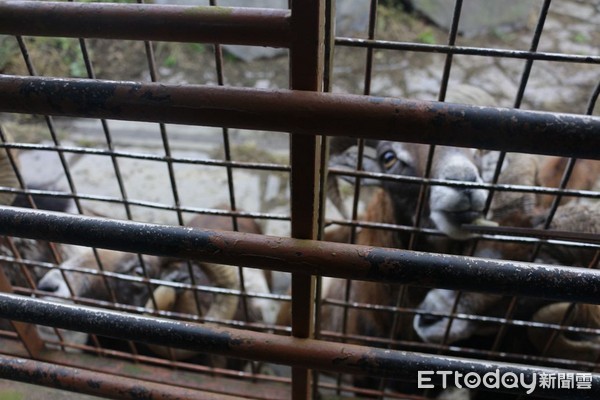 ▲▼九州自然動物園。（圖／記者蔡玟君攝）