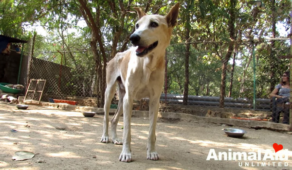 ▲蜷縮在路邊等死...石頭狗見人狂奔痛哭　獲救後愛笑找回自信。（圖／翻攝自Animal Aid Unlimited, India YouTube）