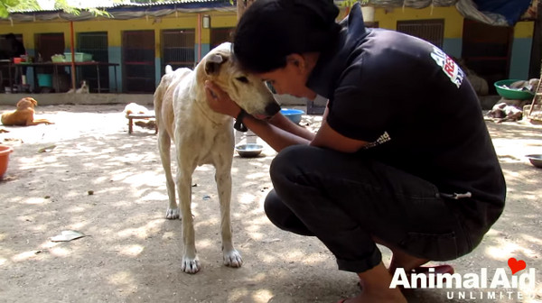 ▲蜷縮在路邊等死...石頭狗見人狂奔痛哭　獲救後愛笑找回自信。（圖／翻攝自Animal Aid Unlimited, India YouTube）