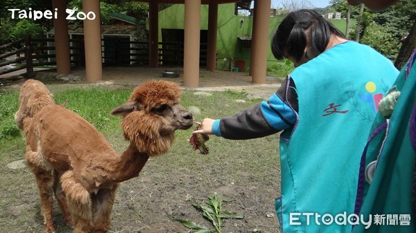 ▲動物園煉金術！動物便便＋吃剩枝條變黃金，每年省700萬元。（圖／業者臺北市立動物園提供）