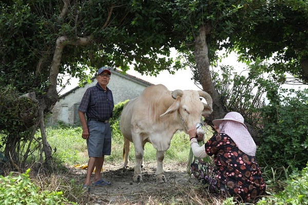 李福相與妻子在樹蔭下餵海牛小白吃飯。