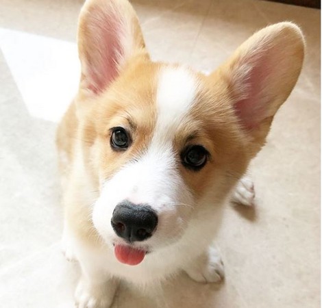 4月大柯基「吐舌睡午覺」。（圖／翻攝自Instagram帳號donut_corgi）