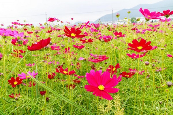 ▲新社花海。（圖／好景點提供）