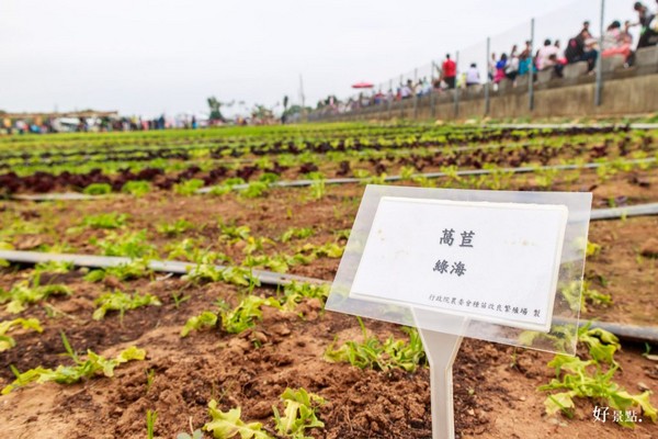 ▲新社花海。（圖／好景點提供）