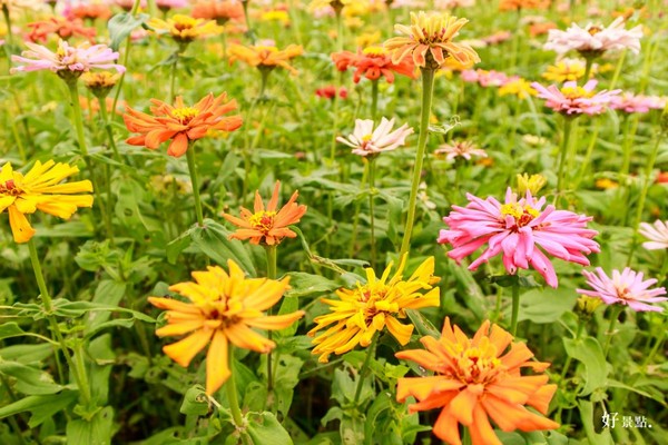 ▲新社花海。（圖／好景點提供）