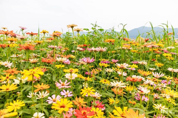 ▲新社花海。（圖／好景點提供）