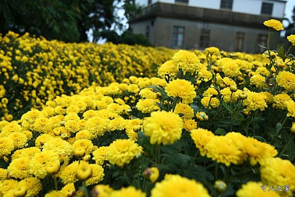 ▲苗栗銅鑼2017九湖村杭菊花海。（圖／網友可人之家提供，請勿任意翻攝以免侵權）http://cmeyy.com/blog