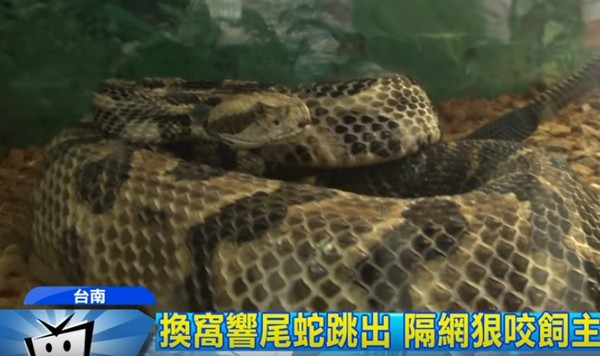 ▲台灣蛇王黃國男10月遭響尾蛇咬，差點喪命。（圖／翻攝中天新聞）