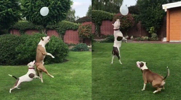 ▲狗狗就是這麼單純可愛！2比特犬玩氣球　燦笑狂跳好開心。（圖／翻攝自PittBulls Fans臉書）