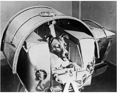 ▲蘇聯太空犬「萊卡」。（圖／翻攝自reddit）