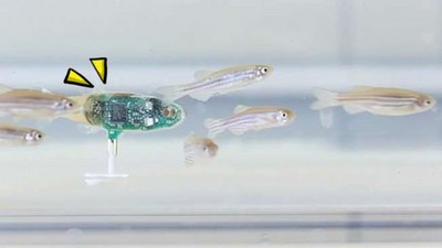 我們之中出了奸細！混入魚群「機器魚特工」　海鮮們全認他做大哥