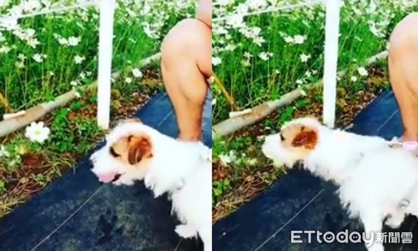▲花花好美!小狗偷瞄秒速「一口攻擊」 媽傻眼:神農4ni?。(圖/網友FanFan Wu提供)