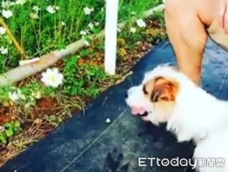 ▲花花好美!小狗偷瞄秒速「一口攻擊」 媽傻眼:神農4ni?。(圖/網友FanFan Wu提供)