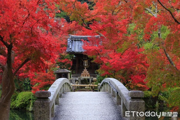 ▲▼京都永觀堂紅葉。（圖／記者蔡玟君攝）